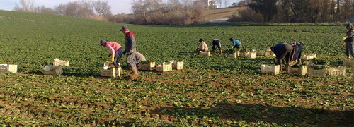 Harvesting